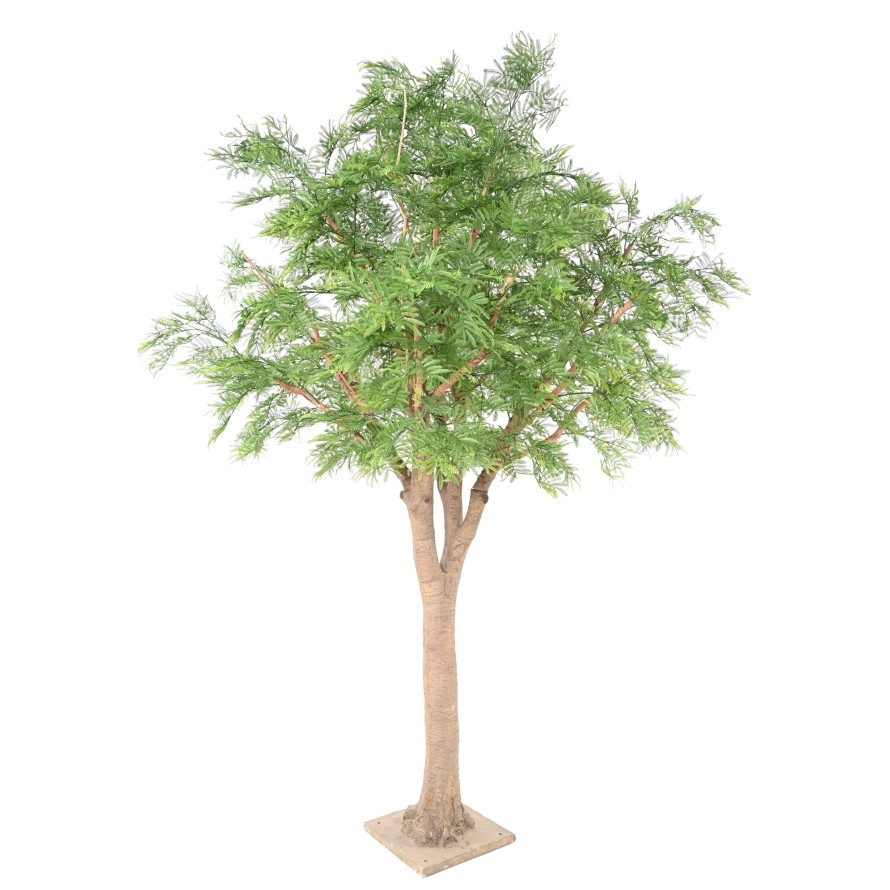 TAMARIND 295 (mimosa)