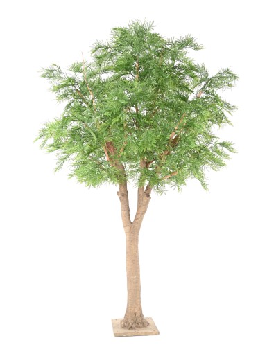 TAMARINDENBAUM 295 (Optik Mimose)