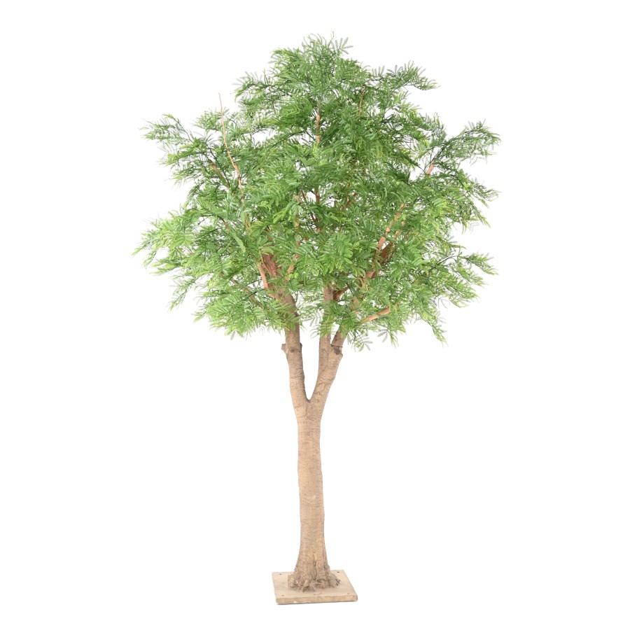 TAMARIND 295 (mimosa)