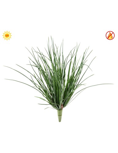 GRASS LADY 37 UV FR –...