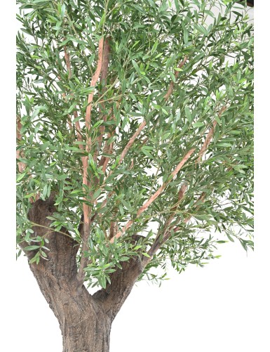 OLIVE TREE 400 PE UV