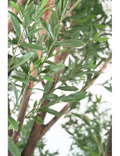 OLIVE TREE 400 PE UV