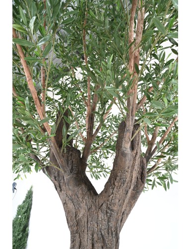 OLIVENBAUM 400 PE UV