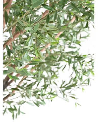 OLIVE TREE 400 PE UV