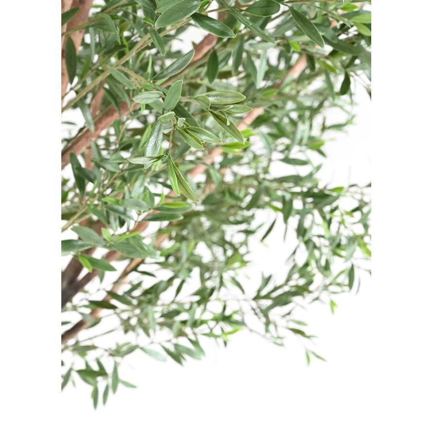 OLIVE TREE 400 PE UV