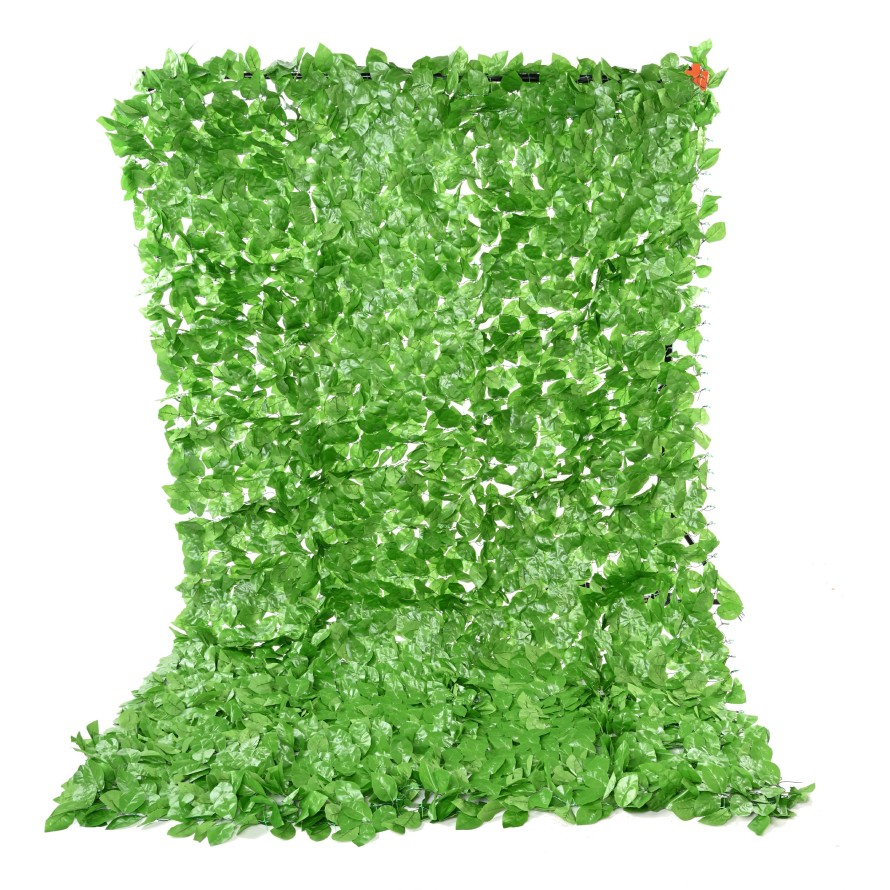 HAINBUCHE BAUM 200 × 300