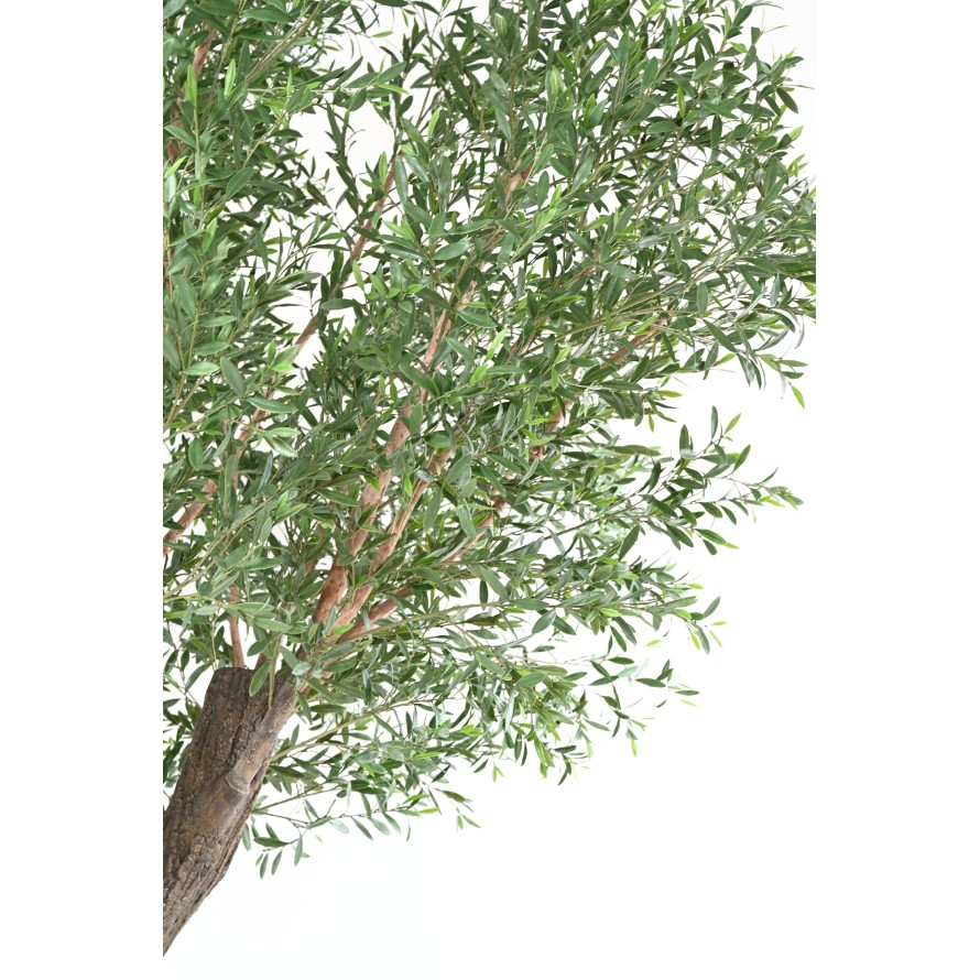 OLIVE TREE 400 PE