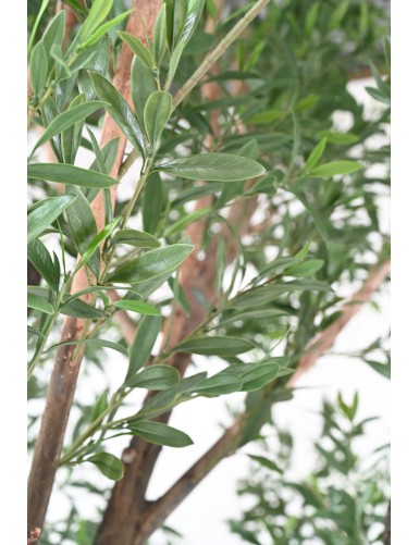 OLIVE TREE 400 PE