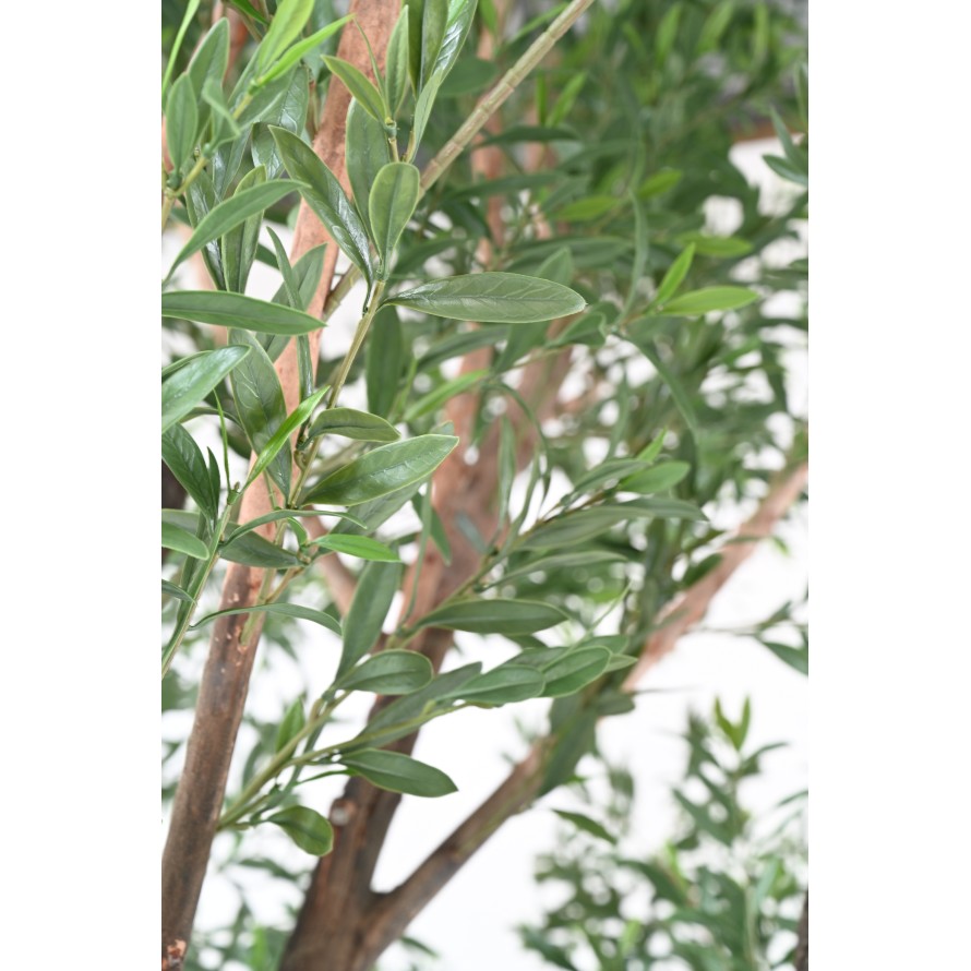 OLIVE TREE 400 PE
