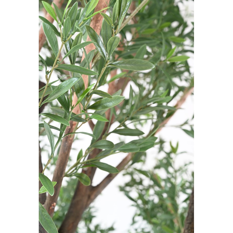 OLIVE TREE 400 PE