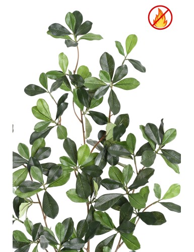 FICUS BLACK OLIVE RAMA FR - Resistente al fuego