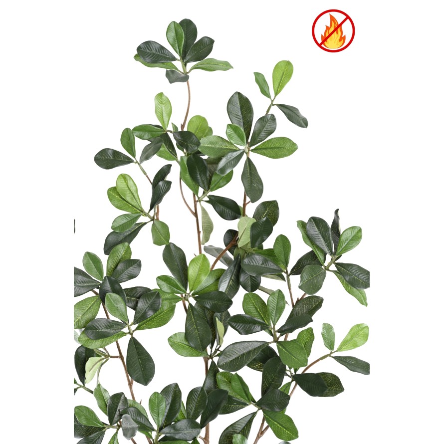 FICUS BLACK OLIVE SPRAY FR - Fire Resistant