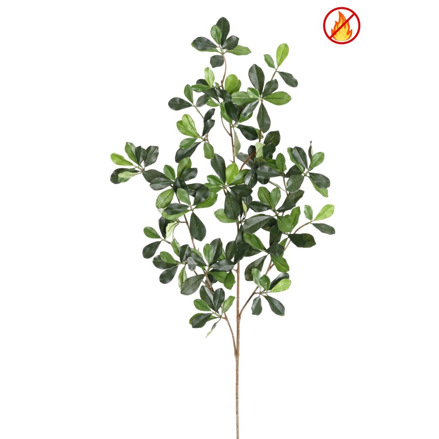 FICUS BLACK OLIVE SPRAY FR - Fire Resistant