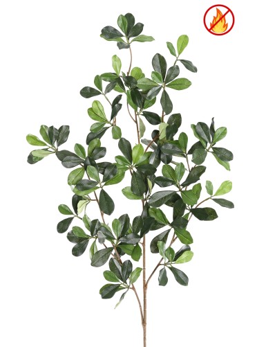 FIKUS BLACK OLIVE ZWEIG FR...