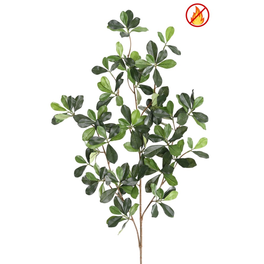 FICUS BLACK OLIVE RAMA FR - Resistente al fuego