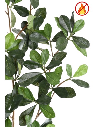 FICUS BLACK OLIVE SPRAY FR - Fire Resistant