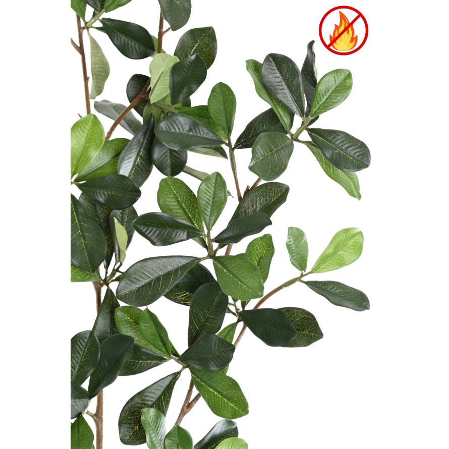 FICUS BLACK OLIVE SPRAY FR - Fire Resistant