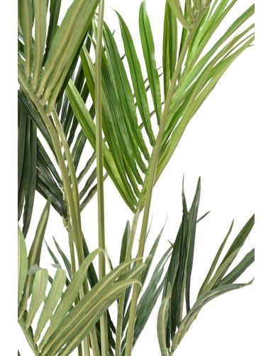 KENTIA PALME EKO