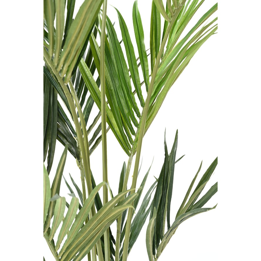 KENTIA PALMERA ECO