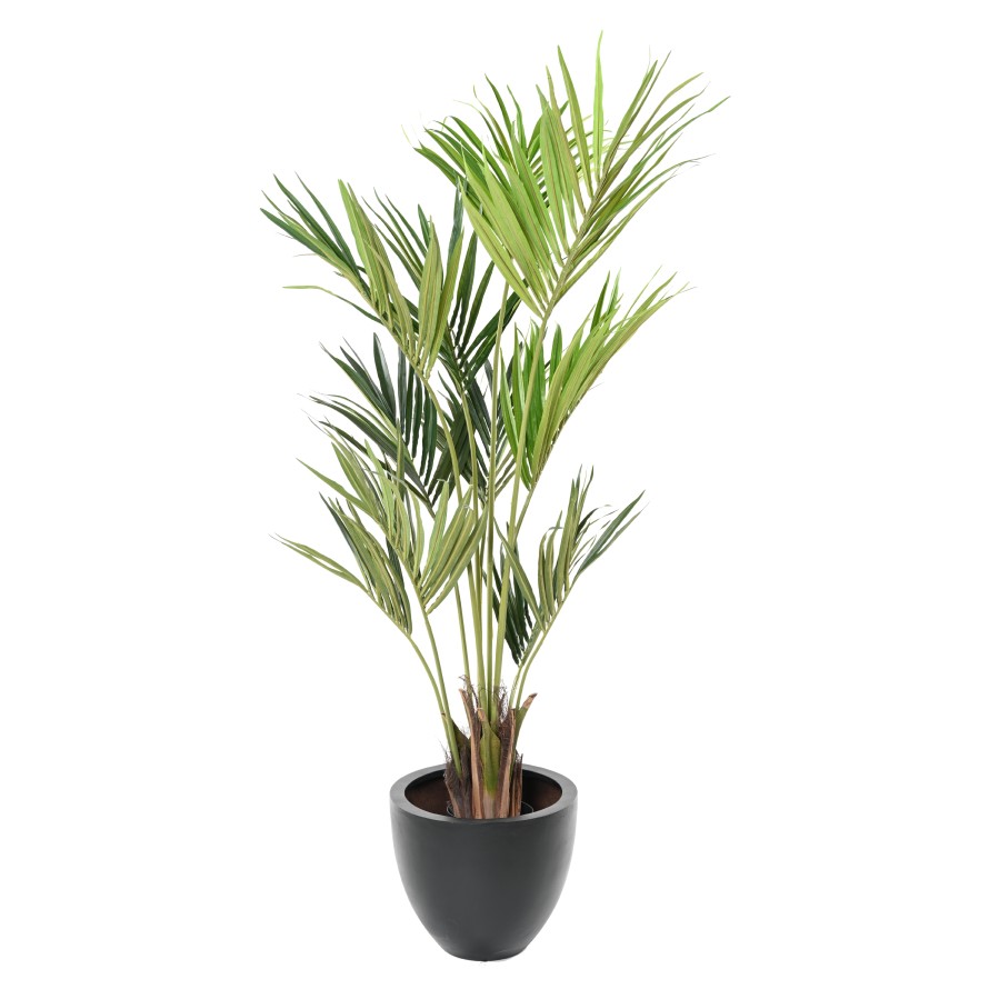 KENTIA PALMERA ECO