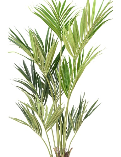 KENTIA PALME EKO