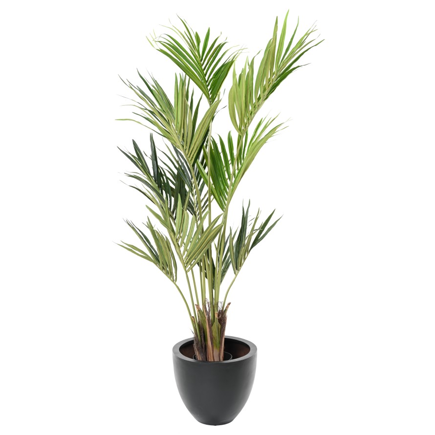 KENTIA PALME EKO