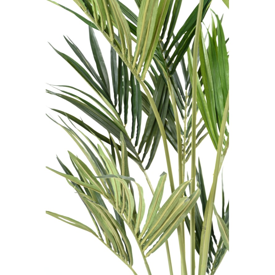 KENTIA PALME EKO