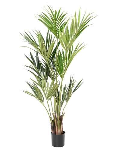 KENTIA PALME EKO