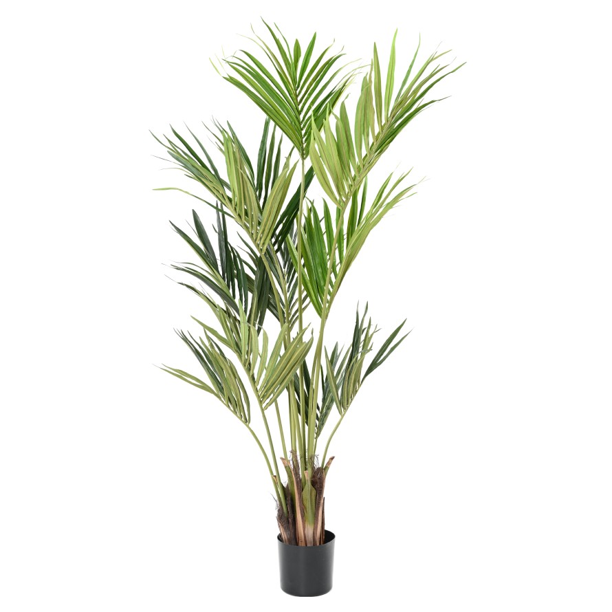 KENTIA PALME EKO
