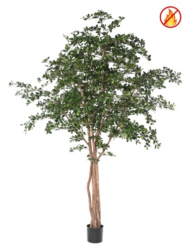 FIKUS BLACK OLIVE 300 FR –...