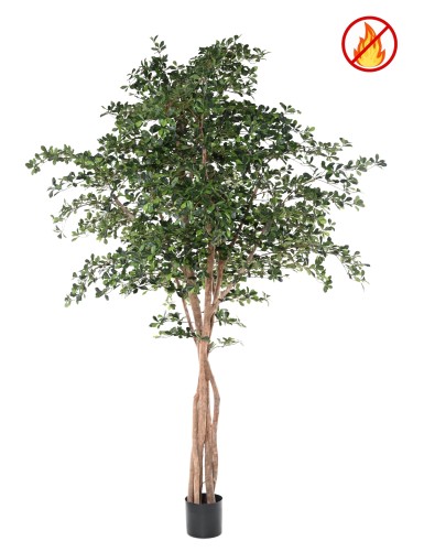 FICUS BLACK OLIVE 300 FR - Resistente al fuego