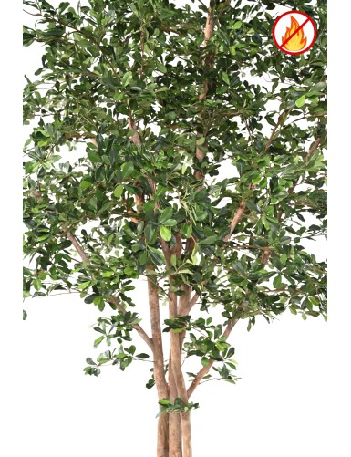FICUS BLACK OLIVE 300 FR - Fire Resistant