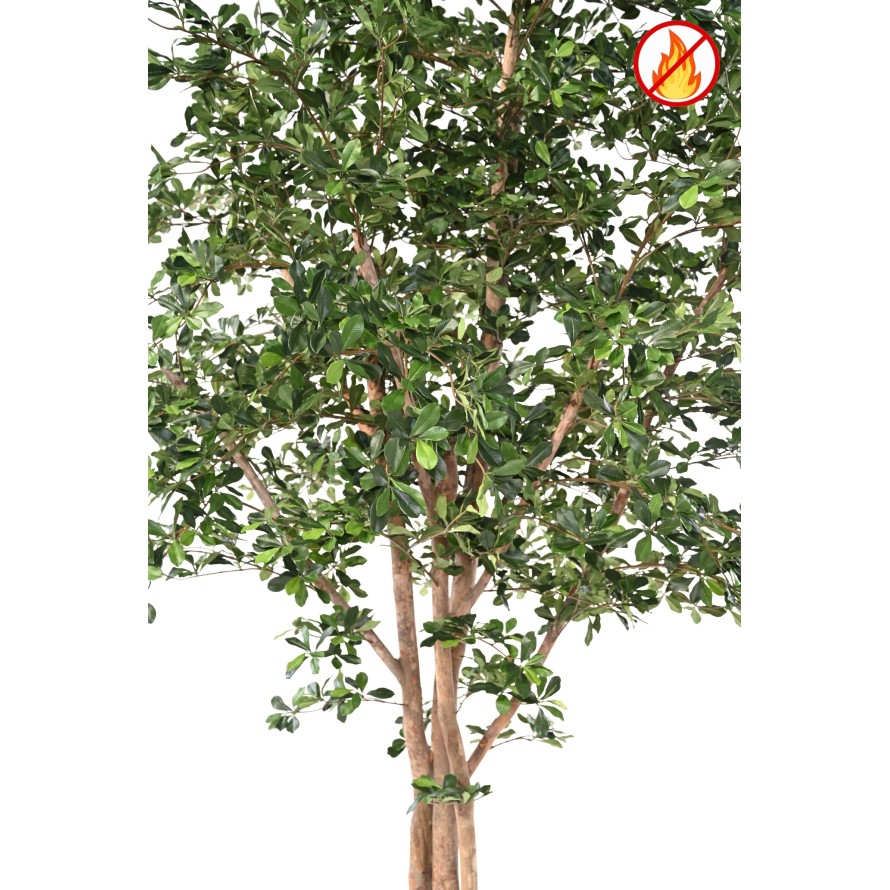 FICUS BLACK OLIVE 300 FR - Resistente al fuego