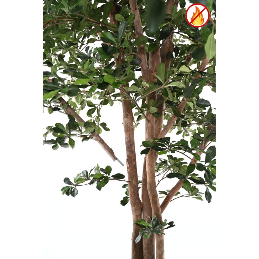 FICUS BLACK OLIVE 300 FR - Resistente al fuego