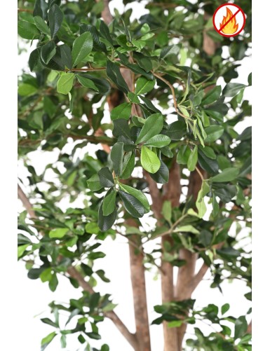 FICUS BLACK OLIVE 300 FR - Resistente al fuego