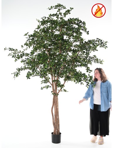 FICUS BLACK OLIVE 300 FR - Fire Resistant