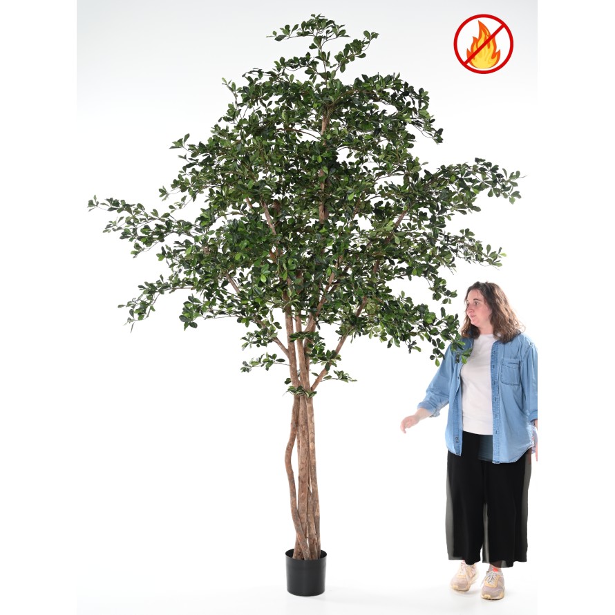 FICUS BLACK OLIVE 300 FR - Fire Resistant