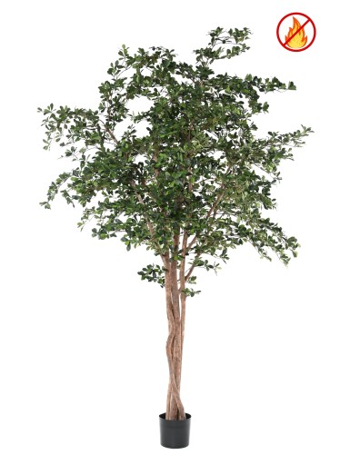 FICUS BLACK OLIVE 300 FR - Fire Resistant