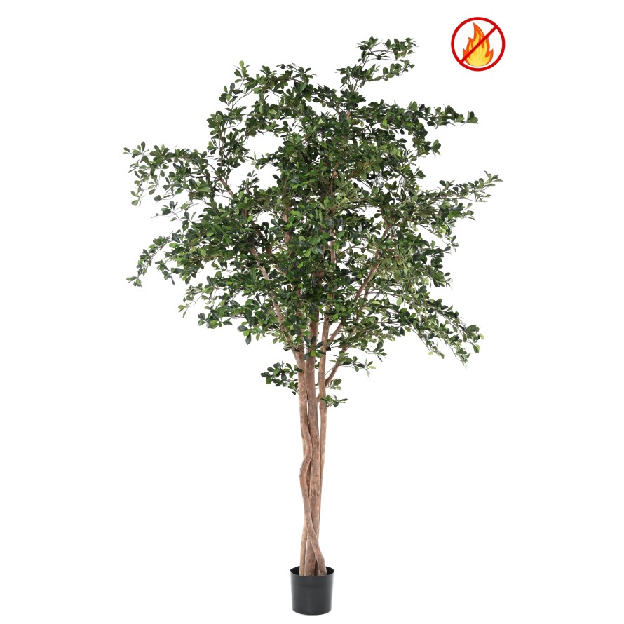 FICUS BLACK OLIVE 300 FR - Resistente al fuego