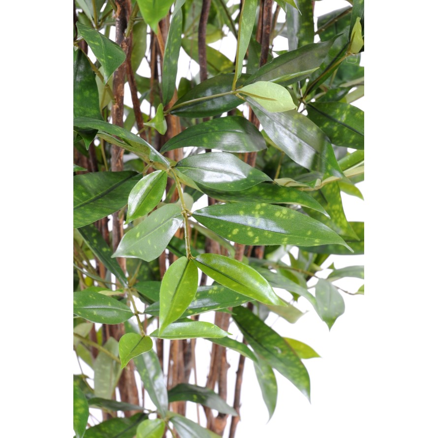 DRACHENBAUM SURCULOSA