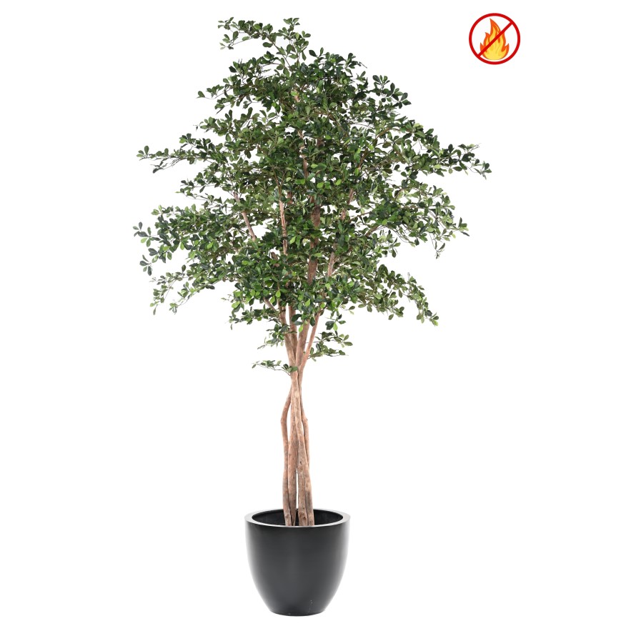 FICUS BLACK OLIVE 300 FR - Fire Resistant