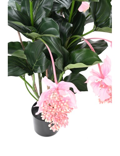 MEDINILLA 90 cm