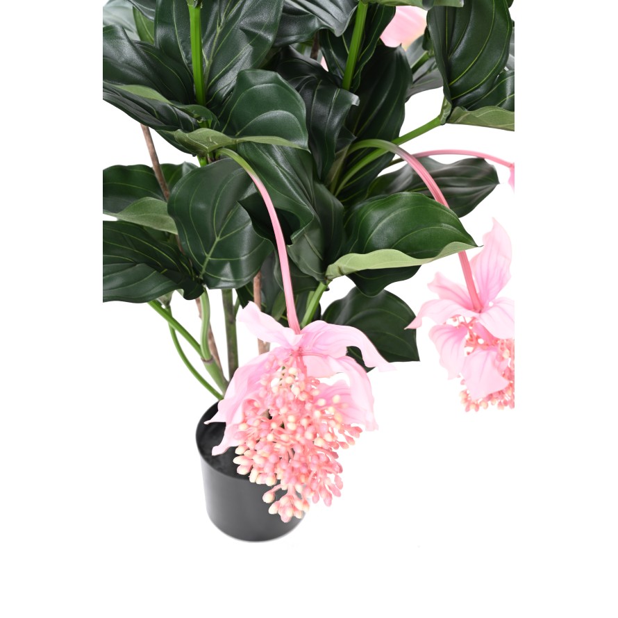 MEDINILLA 90 cm