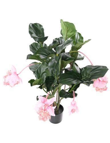 MEDINILLA 90 cm
