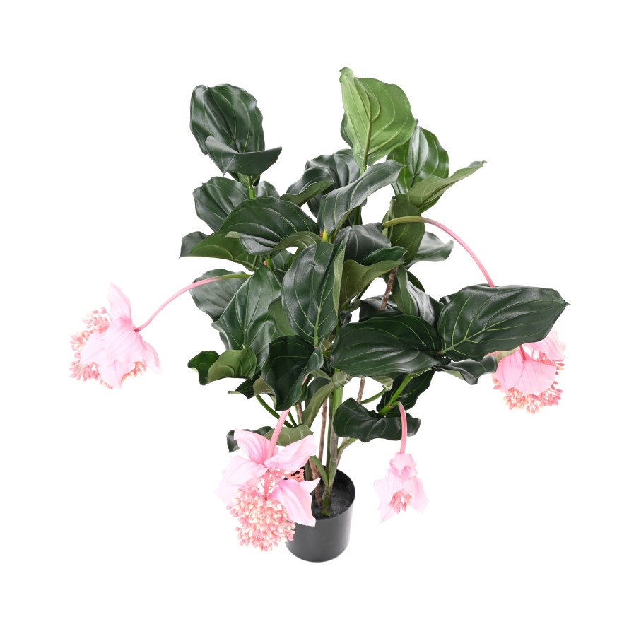 MEDINILLA 90 cm