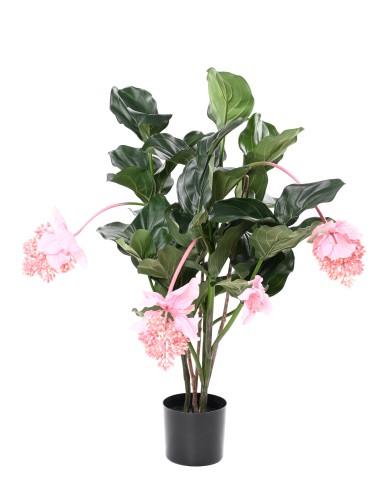 MEDINILLA 90 cm