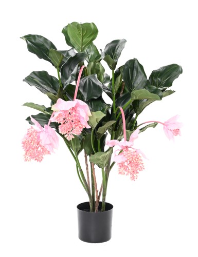 MEDINILLA 90 cm