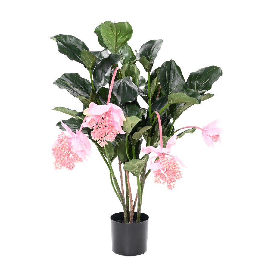 MEDINILLA 90 cm