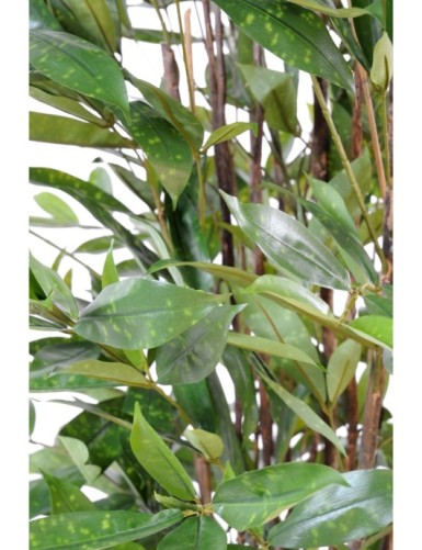 DRACHENBAUM SURCULOSA