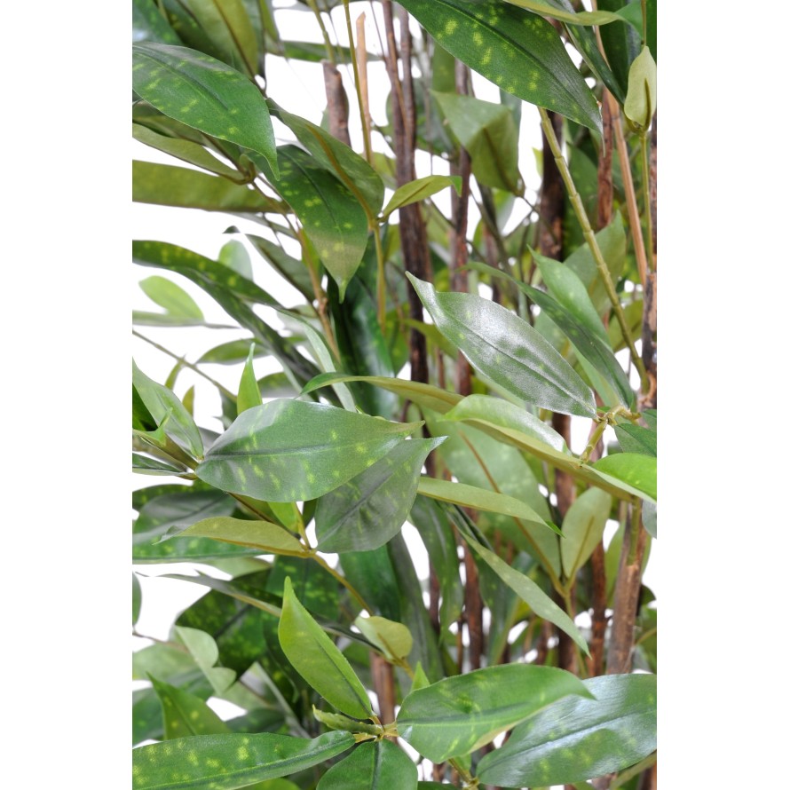 DRACHENBAUM SURCULOSA